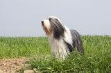 BEARDED COLLIE 122